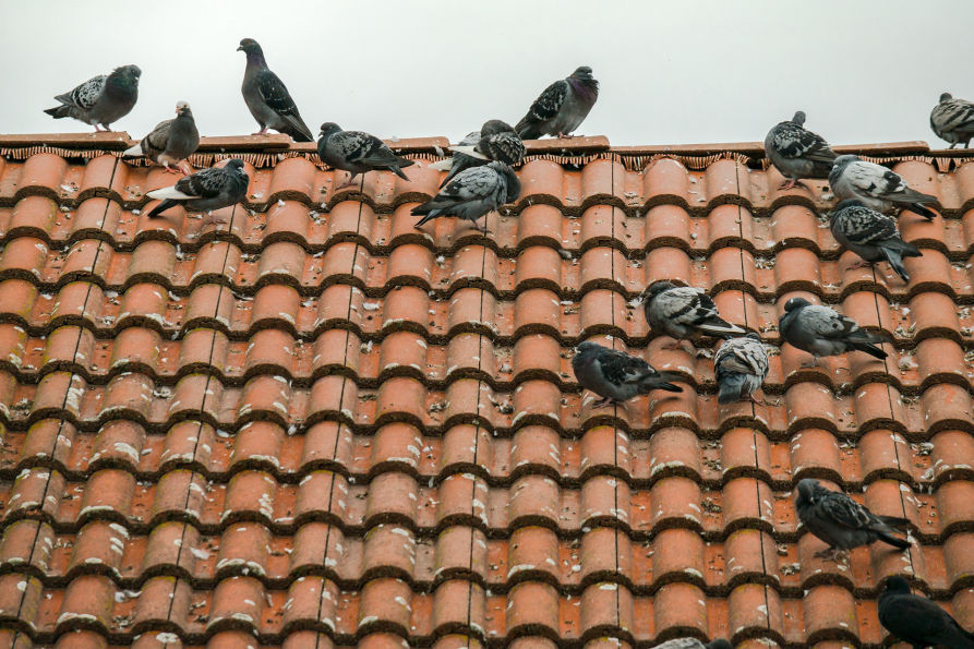 Bird proofing Ridgeway